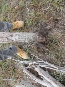 Dead red gums, cracked, salty soil, 'A Forest for Australia', Altona Treatment Plant, Feb 2015